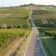 news oro giallo malvasia di candia piacentina